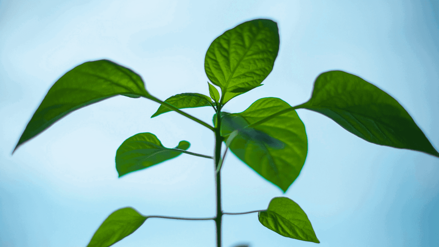 growth